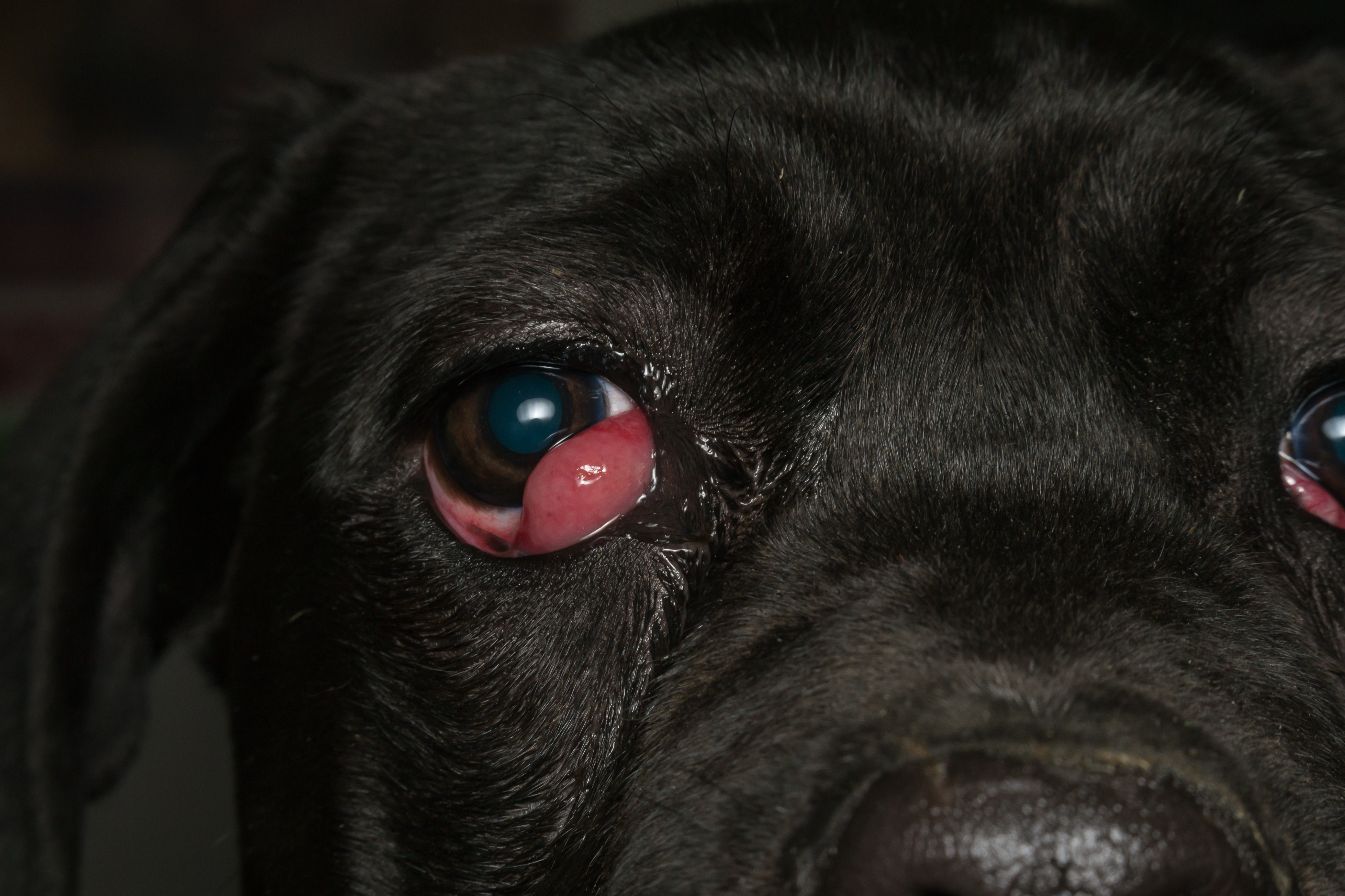 Eye Injuries in Pets Veterinarian in Broomfield CO Rock Creek